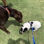 Pup Fest Pics : Two dogs at the Amazon Treasure Truck Pup Fest. 