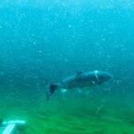 Deb's Washington Vacation : A shark tank during Deb's vacation to Seattle. 