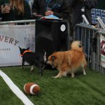 Puppy Bowl Pics: Puppy Bowl Pics. 