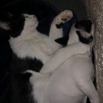 #TBTwJnD Alfie's Debut! : Alfie and George Cuddling 