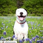 The time Blue was a model. : Blue in a field of bluebonnets. 