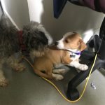 Waffles Meets Silent J : Jason’s roommate Gil's new dog Waffles playing with another dog 