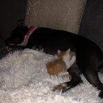 One Big O’Keefe Family: Deb's new kitten suckling Deb's dog Braidy on the couch. 