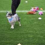 Puppy Bowl Pics: Puppy Bowl Pics