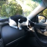 George O’Keefe's First Trip To San Antonio: Deb's cat George in the car on the way to San Antonio. 