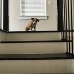 Waffles On The Stairs : Jason’s roommate Gil's new dog Waffles 