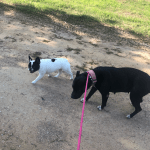 Deb Rescues A Pit : Deb Rescues A Pit. 