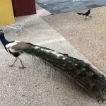 Producer Imari's Trip To Cancun: Peacock in Mexico. 