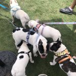 Pup Fest Pics : Five Frenchies playing at the Amazon Treasure Truck Pup Fest. 