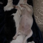 #TBTwJnD Alfie's Debut! : Alfie and George Cuddling 