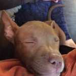 Little Juan Carlos Doesn't Know He's About To Get Adopted