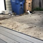 George Trying To Help : Deb's Cat George and a stray cat hide underneath Deb's car. 