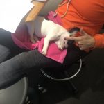 Alfie in studio. : Alfie in studio. 