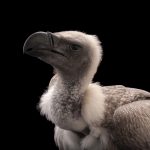 African White Backed Vulture Gyps Africanus: © Photo by Joel Sartore/National Geographic Photo Ark