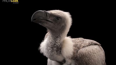 ngs-picture-id2176265