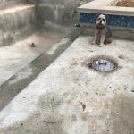 Giving the OK on Jason's pool. : Jason's dog silent J laying down on a concrete pool floor. 