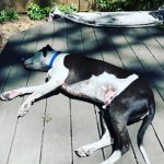 Blue soaking up the sun.: Blue laying outside in the sun. 