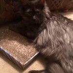 Alex's Fiancee Got Distracted While Taking Pictures