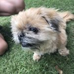 Pup Fest Pics : A fluffy dog at the Amazon Treasure Truck Pup Fest. 