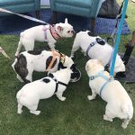 Pup Fest Pics :  Five Frenchies playing at the Amazon Treasure Truck Pup Fest sniffing. 