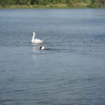 Sometimes he wasn't content to just watch.: Deb's dog Blue swimming out in a lake after some swans.