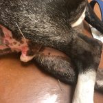 Blue's Doggy Acupuncture: Image of Deb's dog blue with pine needles sticking on his back 