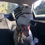 Blue The Pig: Blue dressed up as a pig for Halloween. 