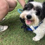 Pup Fest Pics : A puppy with his tongue out at the Amazon Treasure Truck Pup Fest. 