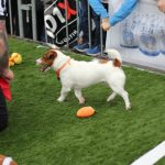 Puppy Bowl Pics: Puppy Bowl Pics