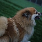 Puppy Bowl Pics: Puppy Bowl Pics. 