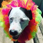 Blue celebrating Austin pride. : Blue with a colorful neck ring for Austin pride. 