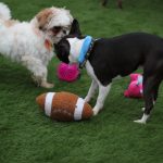 Puppy Bowl Pics: Puppy Bowl Pics
