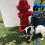 Pup Fest Pics : Alfie at a fire hydrant at the Amazon Treasure Truck Pup Fest. 