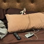 Silent J hiding behind a pillow. : Jason's dog silent J under a pillow. 