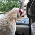 Trixie The Wonder Dog Got Doggles: Trixie The Wonder Dog Got Doggles