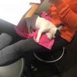 Alfie in studio. : Alfie in studio. 