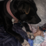 Deb Rescues A Pit : Deb Rescues A Pit. 