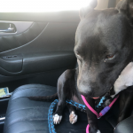 Deb Rescues An Abused Pit Bull: a pit bull sitting in the passenger seat of Deb's car