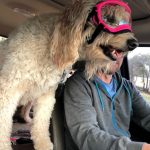 Trixie The Wonder Dog Got Doggles: Trixie The Wonder Dog Got Doggles