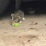 There's A Cat Under The Car : Deb's Cat George and a stray cat hide underneath Deb's car. 