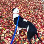 Blue was loving the view of the fall leaves. : Blue in a colorful field of leaves. 