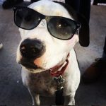 Looking smooth in a pair of Raybans. : Blue with a pair of Raybans. 