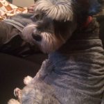 Silent J in a cute grey sweater. : Jason's dog silent J laying down on the couch with a grey t-shirt. 