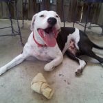 Someone's super-excited to have a bone to chew: Deb's dog Blue looking very excited to have a bone to chew