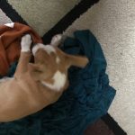 Waffles In A Blanket : Jason’s roommate Gil's new dog Waffles in a blanket 