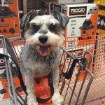 Silent J on a trip to HomeDogPot. : Silent J in a basket along with Jason. 