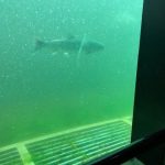 Deb's Washington Vacation : Sharks in a tank during Deb's vacation to Seattle. 