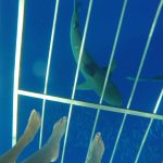 #TBTwJnD Jason's Past Hawaiian Vacations : Sharks! 