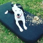 Blue having fun outside. : Blue lying on a bed outside. 