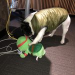 Img 2156: alfie v turtle 